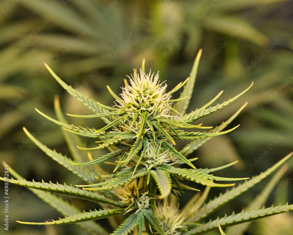 Obraz premium dosidos, do-si-dos, marijuana, pot, weed, dank, grow tent, medical marijuana