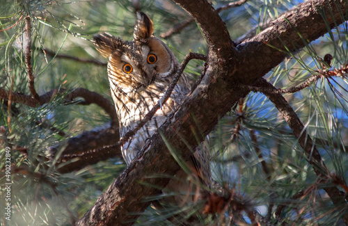 Low angle closeup of a beautiful owl on a tree photo