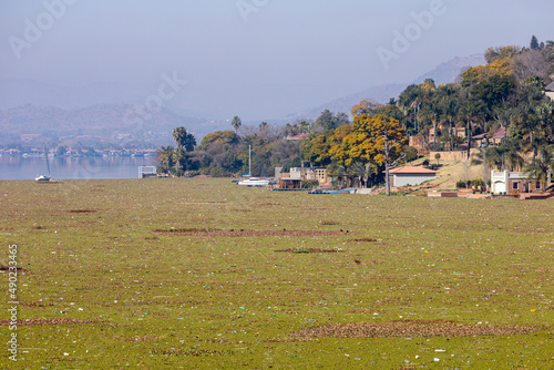 The overgrowth of water hyacinths plants in dams and rivers. photo