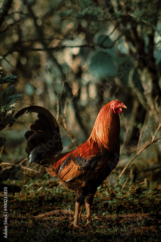 Photo Vertical shot of a red cock in the beautiful forest