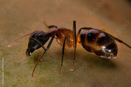 Closeup shot of a carpenter ant on the bright background photo