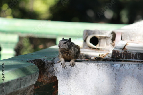 Squirrel posing