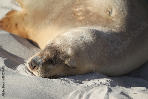 Close-up of a cute sleeping Earless seal on the sand on Kangaroo Island, Australia