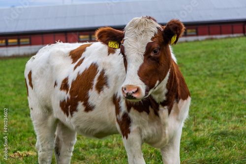 Beautiful brown and white cow in a pasture in Ulsteinvik, Norway photo