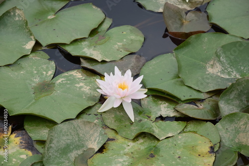 Close up of white water lily with lily pads