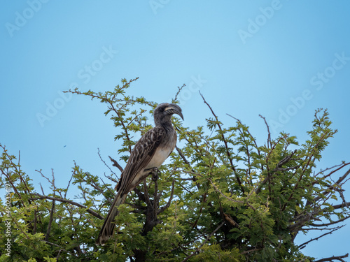 Closeup of a hornbill photo