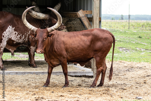 Selective of Ankole-Watusi cattle in a farm photo