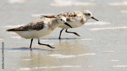 Closeup of cute sanderlings wandering on the lakeshore photo