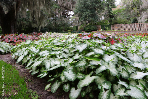 View of green and red caladium plants in a botanical garden photo