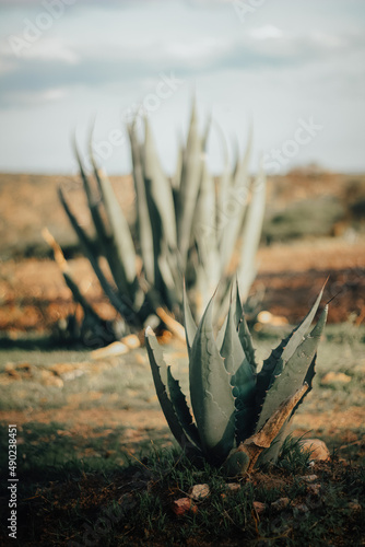 Vertical closeup shot of the Aloe africana plant in the desert on a sunny day