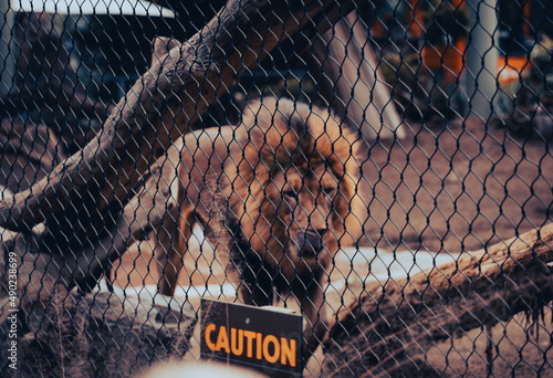 Картината върху платно Male lion caged up at the zoo with a sad expression
