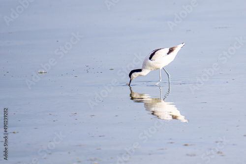 Closeup shot of a pied avocet drinking water from the lake photo