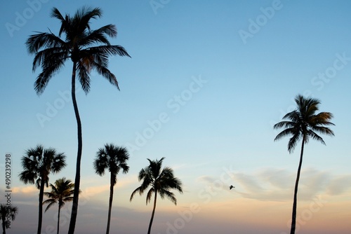 Fototapeta Naklejka Na Ścianę i Meble -  South Florida Sunsets