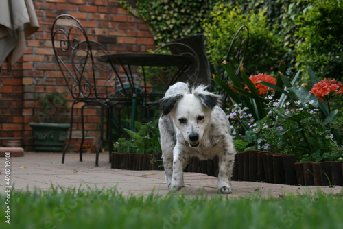 Closeup shot of a cute Koolie dog in a garden photo