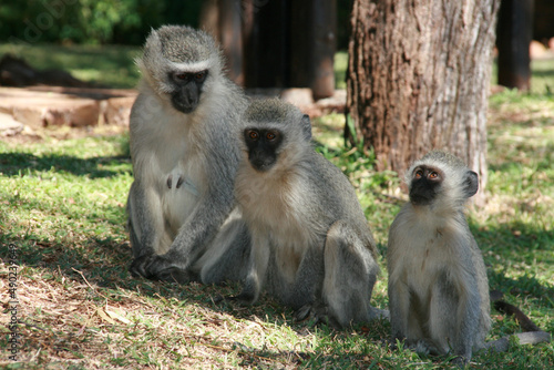 Troop of vervet monkeys (Chlorocebus pygerythrus) on the grass photo