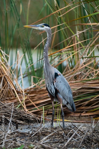 Fotografía Closeup of a Grey heron near the lake