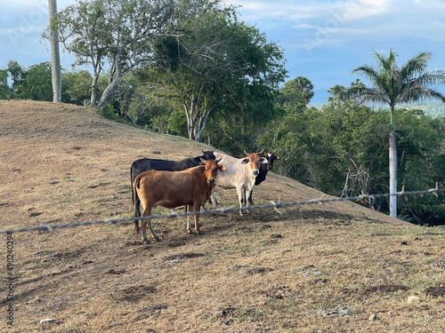 cows in the farm