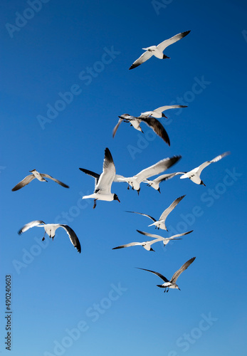 Seagulls  © DSC