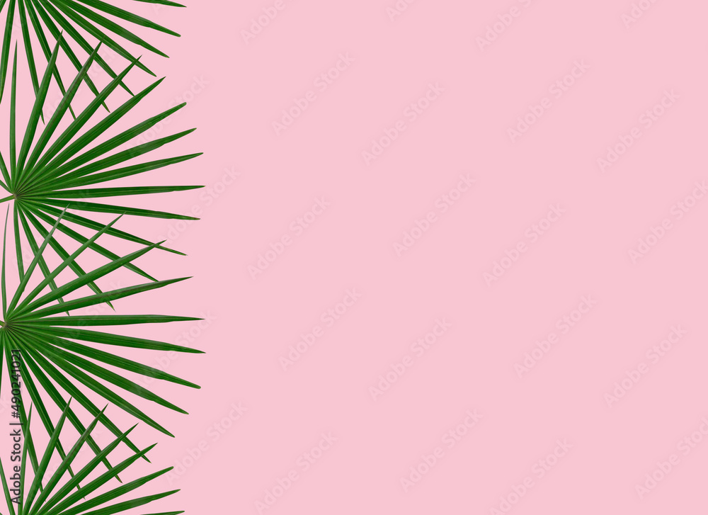 green palm leaf branches on white background. flat lay, top view green palm leaf branches on white background. flat lay, top view