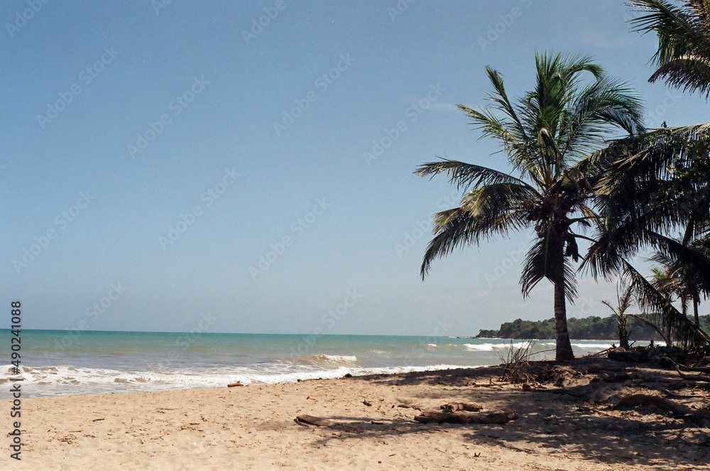 Obraz premium palm tree on the beach