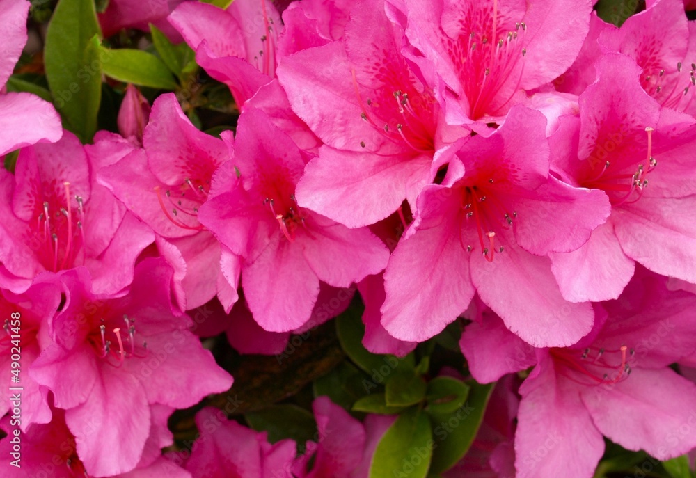 庭のピンクのツツジの花のクローズアップ、つつじ、ピンクのアザレア	
