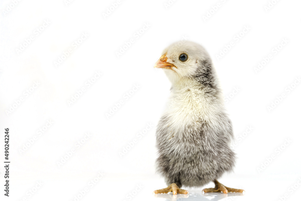 silver Sebright bantam hen isolated on white. silver Sebright bantam hen isolated on white.