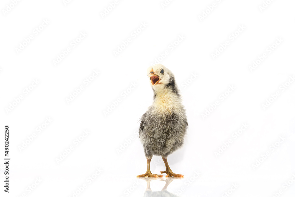 Obraz premium silver Sebright bantam hen isolated on white.