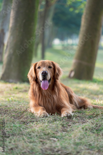 The golden retriever lay on the grass in the woods