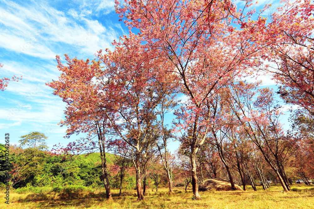The Pink cherry blossom blooming on the mountain of Thailand. The Pink cherry blossom blooming on the mountain of Thailand.