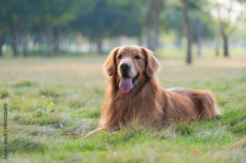 Obraz premium The golden retriever lay on the grass