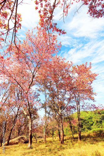 The Pink cherry blossom blooming on the mountain of Thailand.