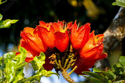 Close up of beautiful orange-red blossoms of an African tulip tree (Spathodea campanulata) in sunshine, Colombia photo