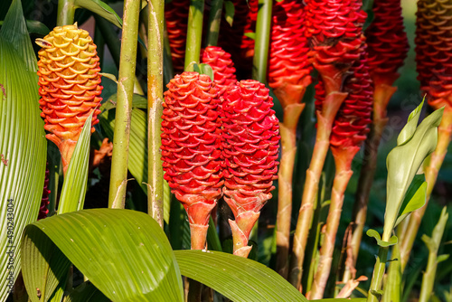 Close up of red cone shaped ginger plants in sunshine, Colombia