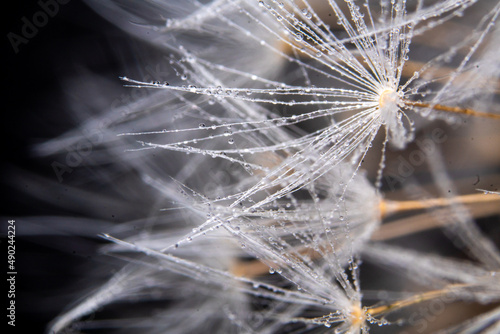 Dandelion seeds extreme close up with black background