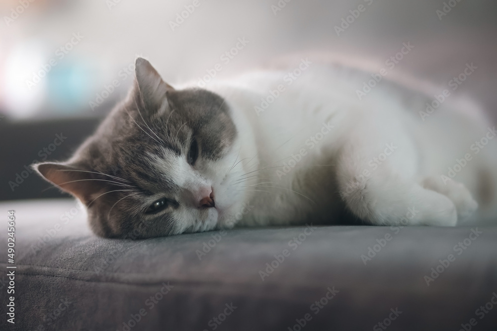 Scottish fold cat sleeping on sofa in the house. Tabby cat resting on the sofa. Scottish fold cat sleeping on sofa in the house. Tabby cat resting on the sofa.
