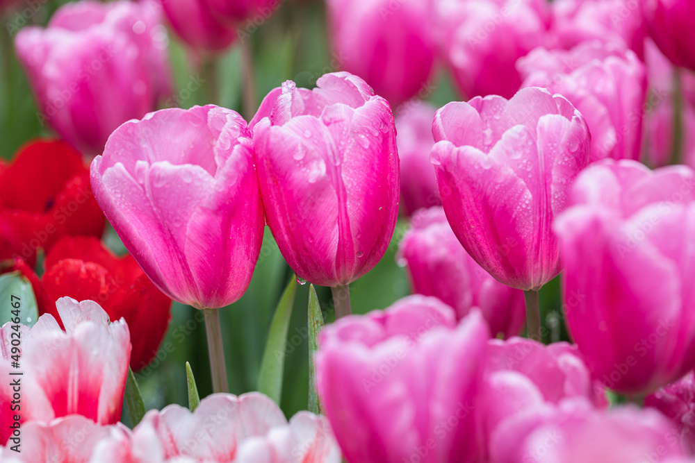 Tulip flower with green leaf background in tulip field at winter or spring day for postcard beauty decoration and agriculture concept design Tulip flower with green leaf background in tulip field at winter or spring day for postcard beauty decoration and agriculture concept design