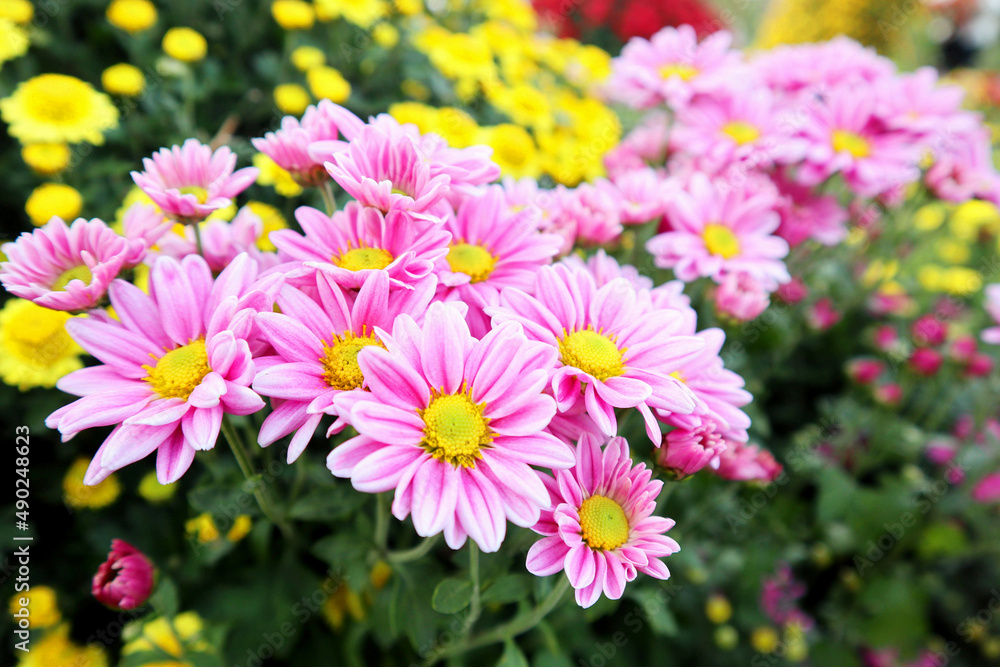 pink and white chrysanthemum pink and white chrysanthemum