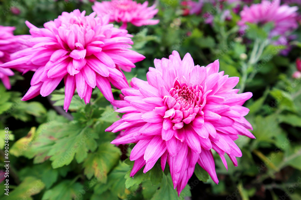 pink chrysanthemum flowers pink chrysanthemum flowers
