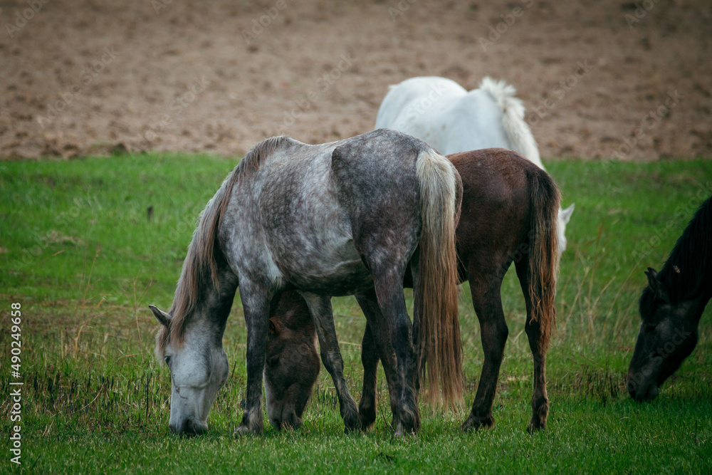 Horses graze in a green field. Beautiful horses in the Russian field. Horses graze in a green field. Beautiful horses in the Russian field.