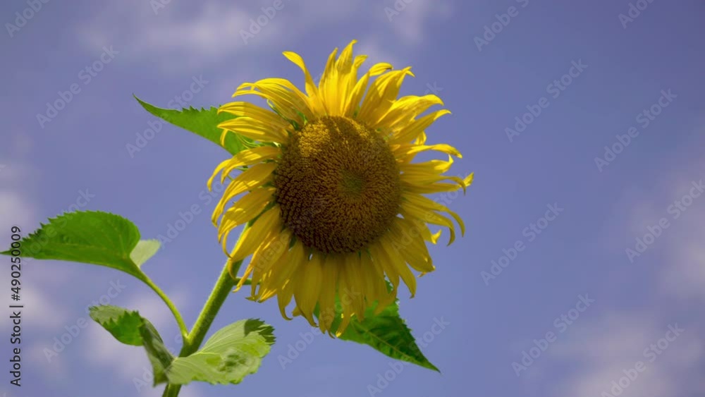 Closeup sunflower and wind Blue sky background 4k. Closeup sunflower and wind Blue sky background 4k.