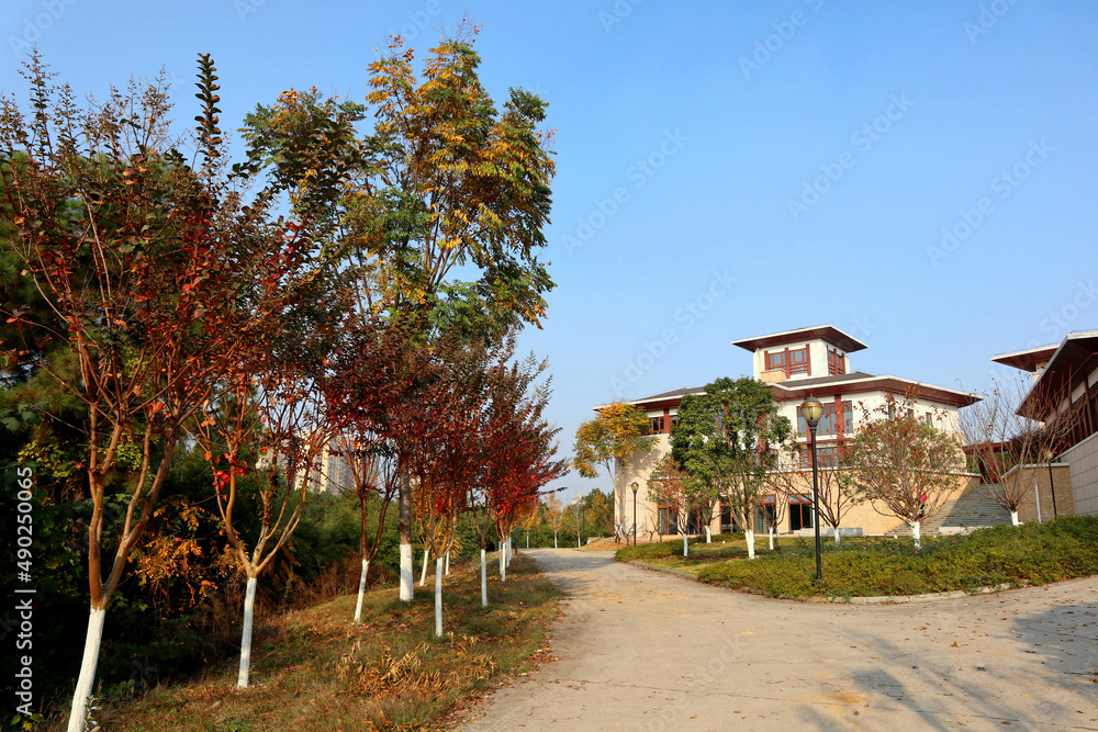 trees in the park