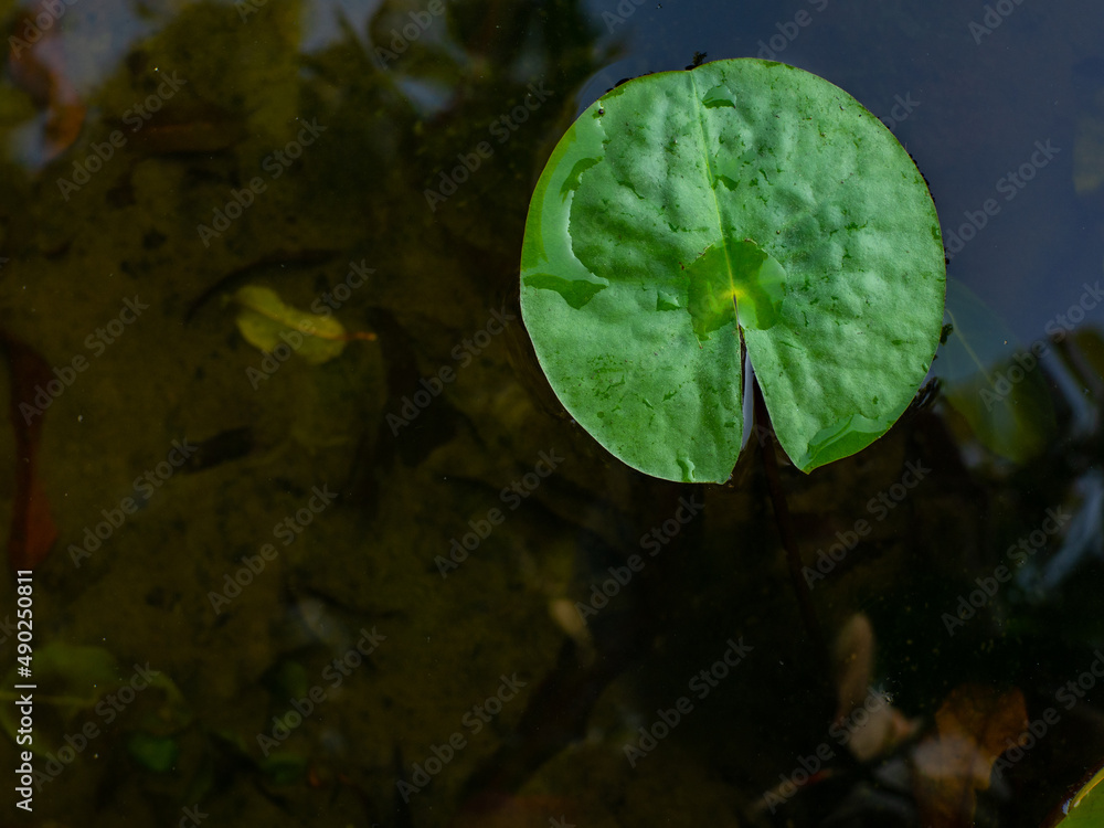 Water droplets on a green lotus leaf on clear, beautiful water Water droplets on a green lotus leaf on clear, beautiful water