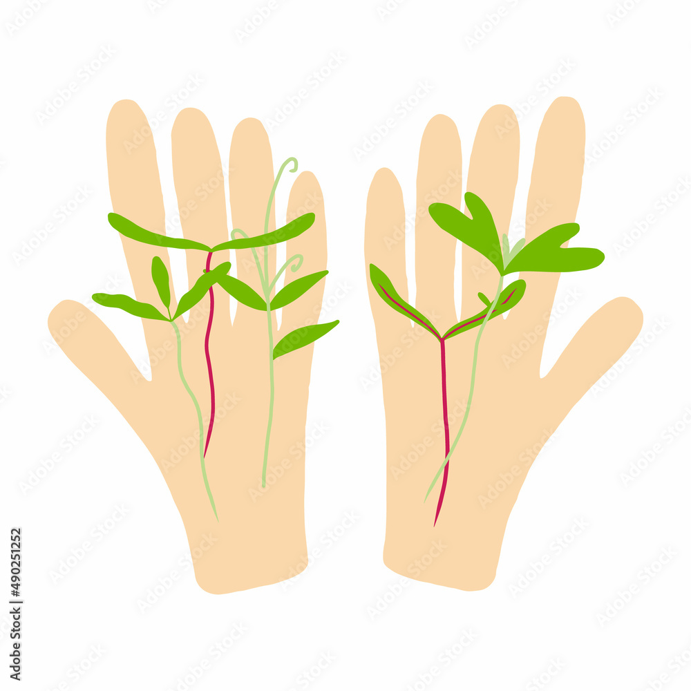 In the hands of sprouts. Microgreens in hand. Vector illustration isolated on white background. In the hands of sprouts. Microgreens in hand. Vector illustration isolated on white background.