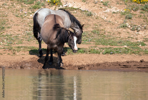 Grulla mare and blue roan stallion wild horses reflecting in the water while drinking at the waterhole in the Pryor Mountains in Montana in United States