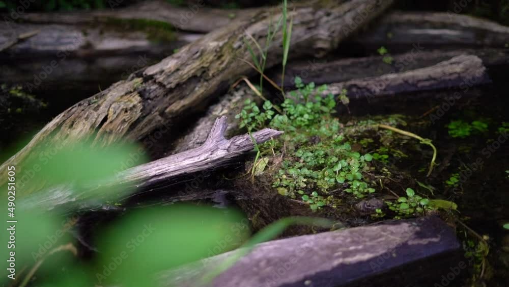 Driftwood in calm creek Driftwood in calm creek