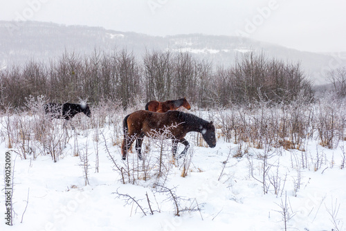 Horses, a small herd grazing on a snow-covered meadow.