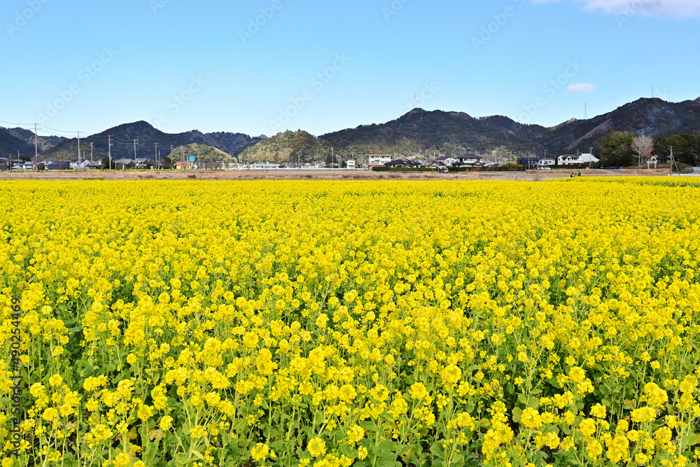 早春の南房総 鴨川の菜な畑ロード 青空のもと満開の菜の花が輝く