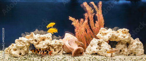 Freshwater aquarium with cichlids and botias. Aqua scape and aqua design. photo