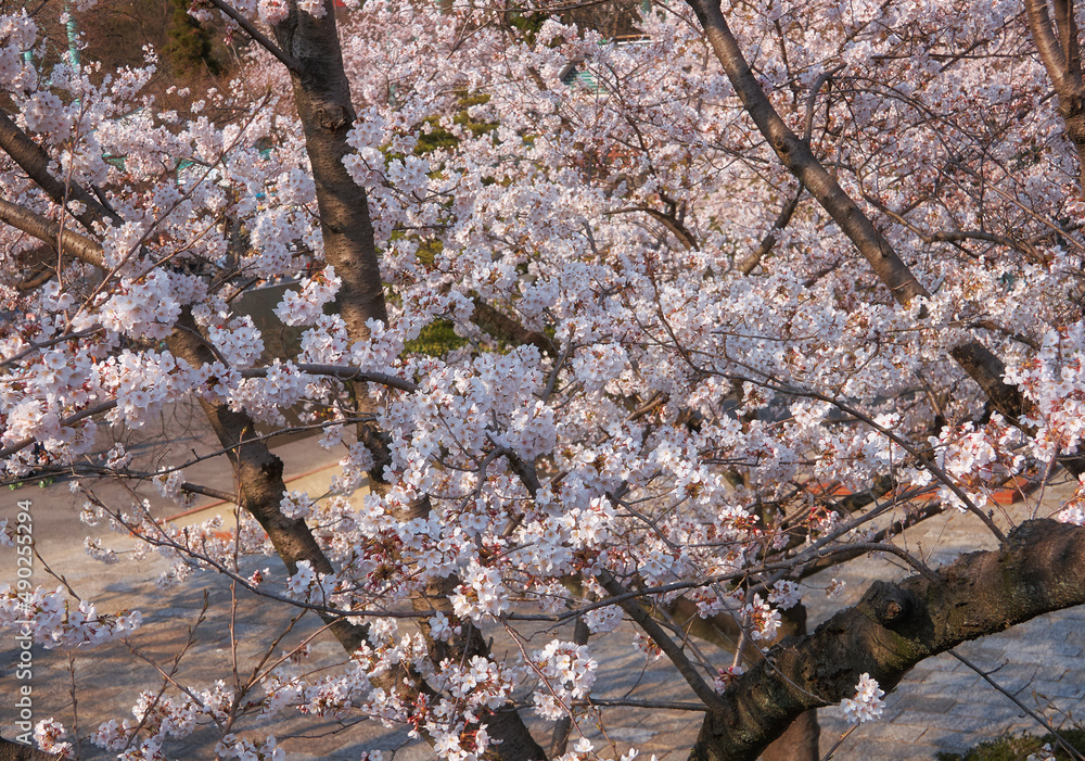 White cherry sakura blossom in spring. Japan