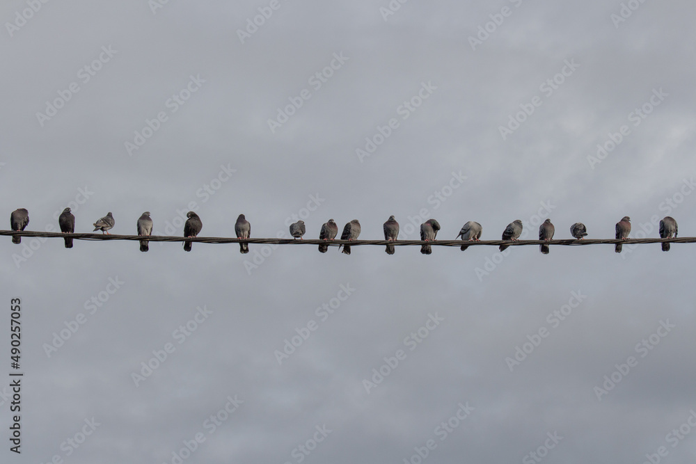 Pigeons perching on power line with sky on background, Auckland, New Zealand. Pigeons perching on power line with sky on background, Auckland, New Zealand.